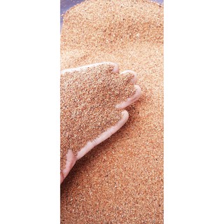 500gram hạt bạch đàn trắng giống