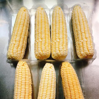 Khuôn Trái Bắp Lớn - KHUÔN SILICON