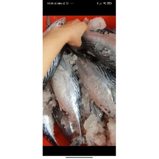 CÁ NGỪ NGUYÊN CON 150K/KG