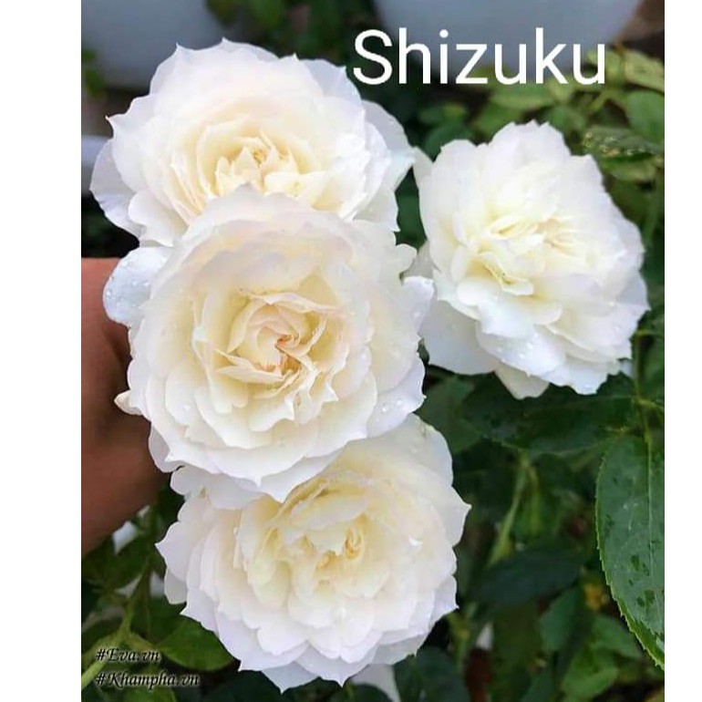 Cành Chiết Hoa Hồng Ngoại Shizuku (Giống Hoa Hồng)