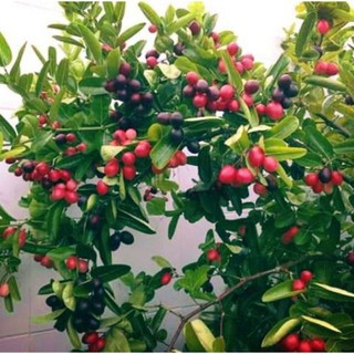 Cây siro lớn chuẩn giống 100%