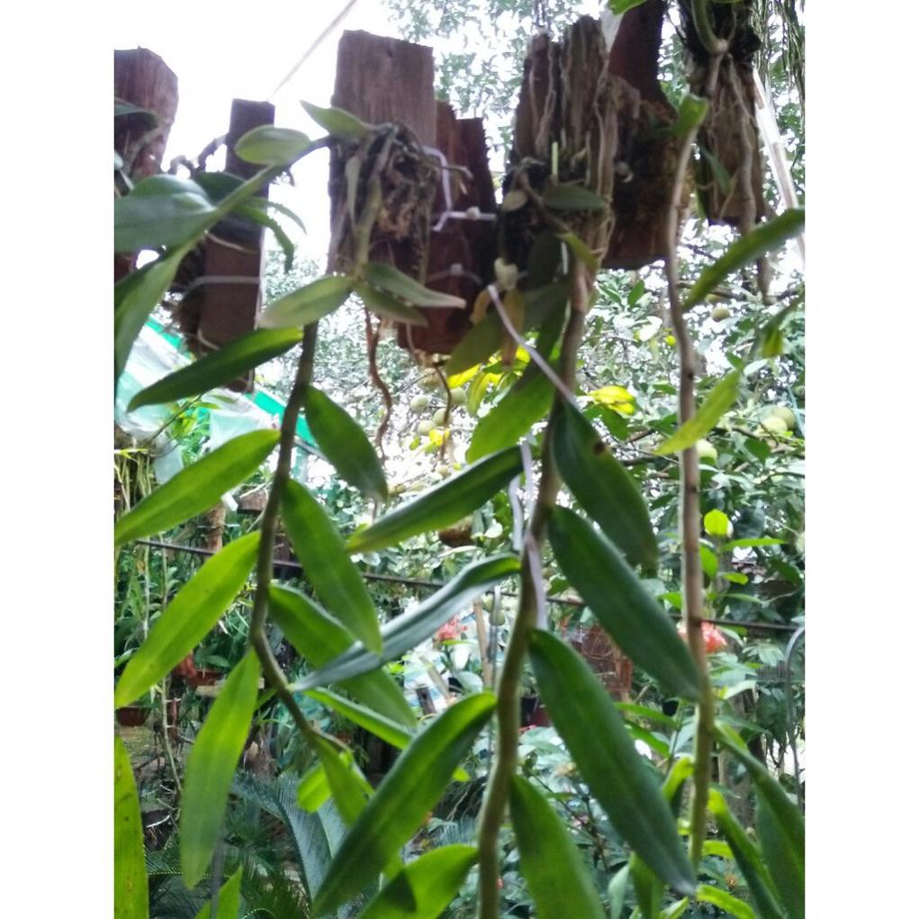 hoa phong lan phi điệp tím thái