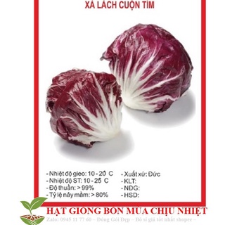Xà Lách Cuộn Tím 50 HẠT