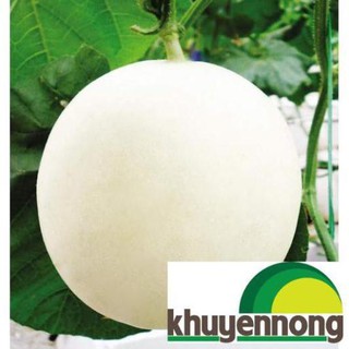 20 Hạt giống dưa lê trăng