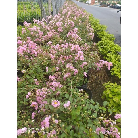 Caykiengsadec - Hoa tường vi  - tặng phân bón cho cây mau lớn  - trang trí nội thất cảnh quan ngoài trời