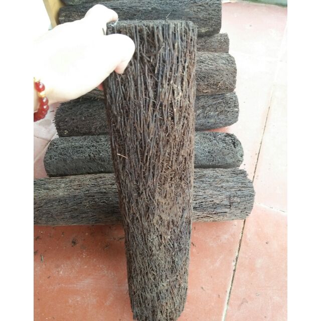 Dớn trụ ghép lan 10x40cm