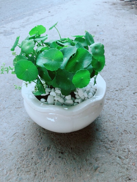 Chậu Cỏ Đồng Tiền