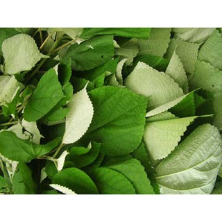 BỘT LÁ GAI - 200gr
