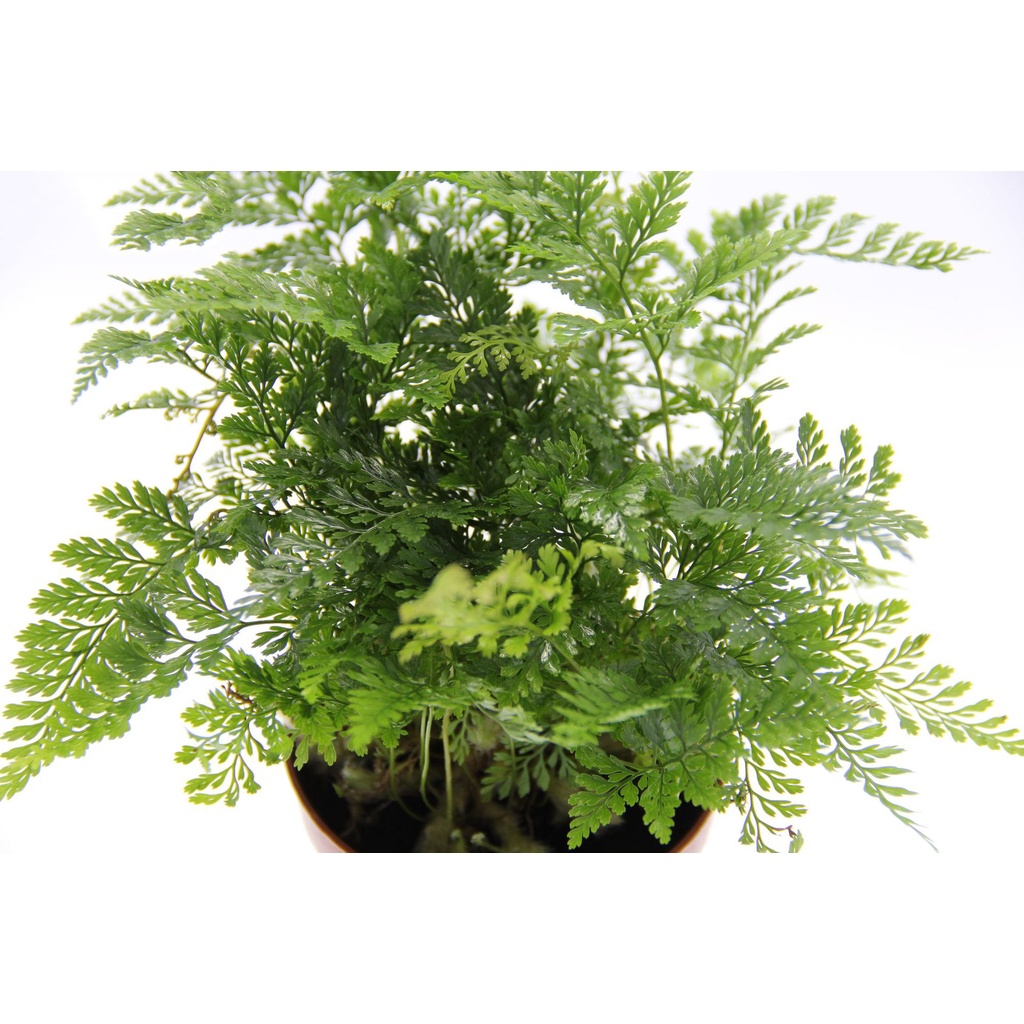 Dương xỉ cẩm thạch, terrarium bán cạn, cây mini từ 10-15 cm