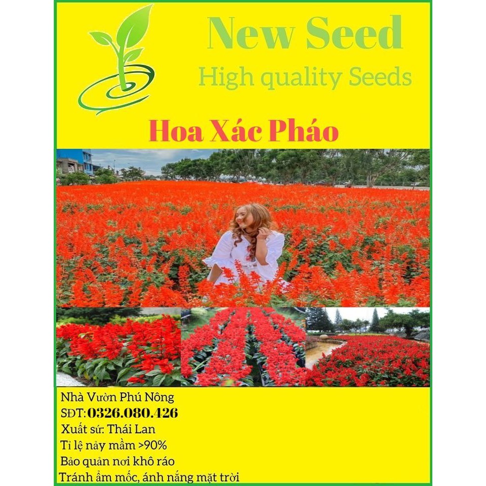 [Gói 300 hạt] Hạt Giống Hoa Xác Pháo F1 Loại Siêu Dễ Trồng, Hoa Nở Đẹp Tặng kèm Hướng Dẫn Trồng