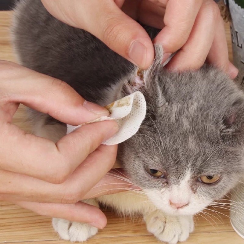 Combo vệ sinh cho Mèo | Sữa tắm cho mèo, vệ sinh mắt, vệ sinh tai cho Mèo