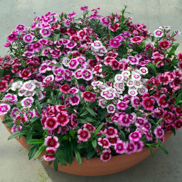 Hạt Giống Hoa Cẩm Chướng F1 Loại Siêu Dễ Trồng dễ chăm sóc kháng sâu bệnh [ Gói 50gram,100gram,200gram]