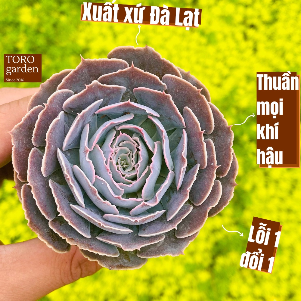 Sen đá bắp cải light purple Đà Lạt size bé cây cảnh trang trí nhà cửa Toro garden