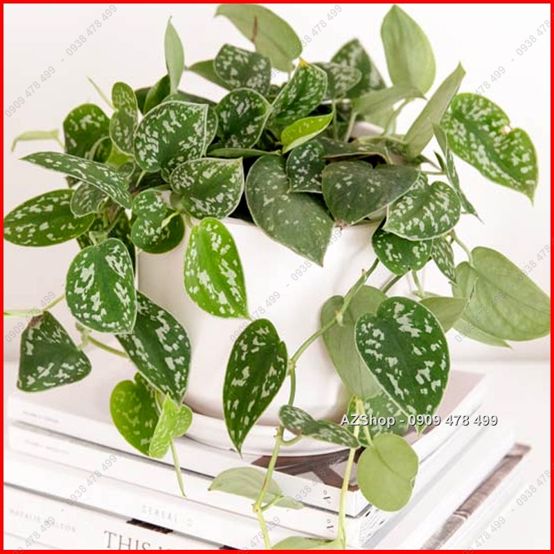 Trầu Bà Lụa Pháp Scindapsus Argyraeus - Giống lá đẹp khá hiếm