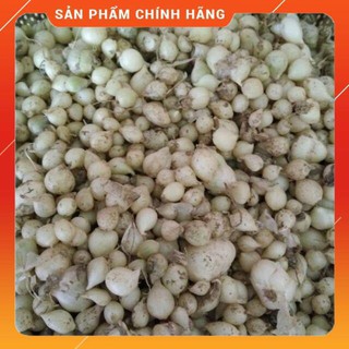500g Hành Tăm quê nghệ an (củ nén) - Hàng đẹp