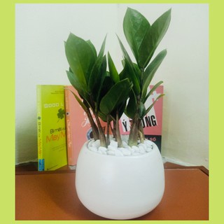 Cây Kim Tiền mini, Cây Mới Khỏe Đẹp- Mang May Mắn Tài Lộc