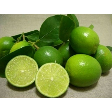 Cây chanh tứ quý không hạt