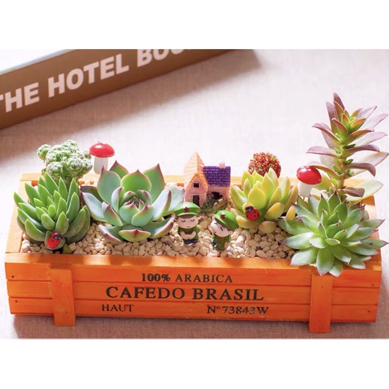 Hộp Gỗ CAFEDO BRASIL | Phụ Kiện Trang Trí Tiểu Cảnh Bán Cạn, Terarium, Sen Đá, Xương Rồng