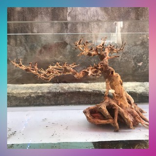 Bonsai thuỷ sinh cho bể cá 25x22 đa dạng mẫu mac - [ Xưởng Thủy Sinh TS Online37 ]