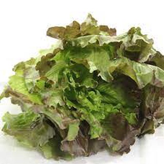 Xà lách Oakleaf (sồi tím) (2g)