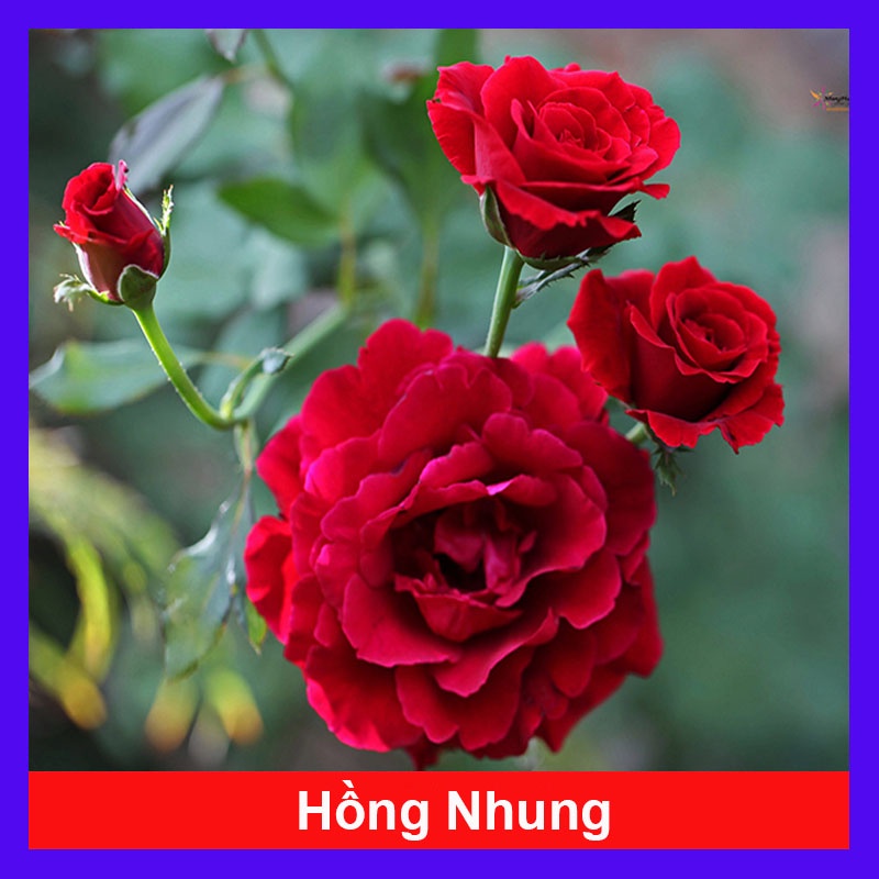 Cây Hoa Hồng Nhung - cây cảnh để bàn - caykiengsadec