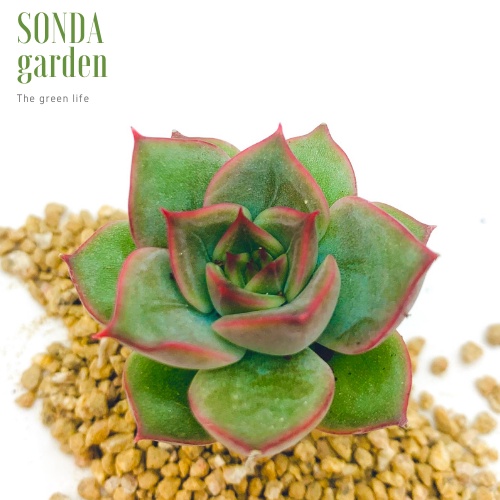 Sen đá đế vương xám SONDA GARDEN size mini 2.5-4cm, xuất xứ Đà Lạt, khoẻ đẹp, lỗi 1 đổi 1