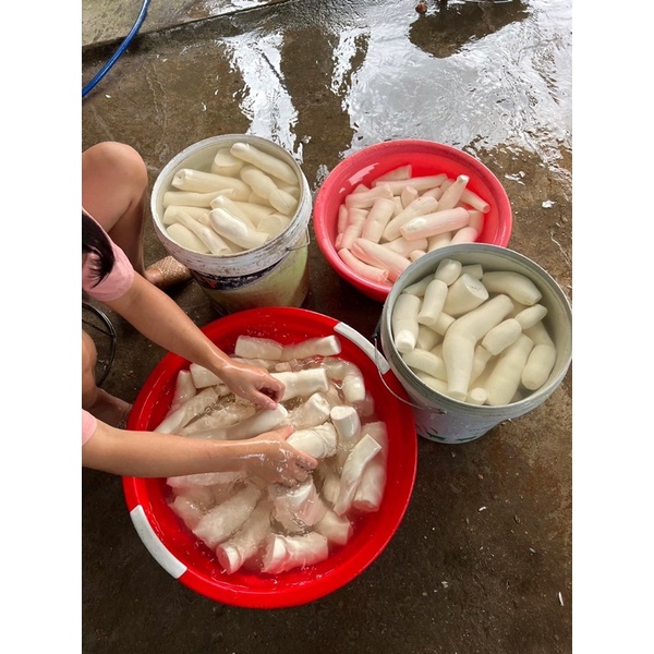 Củ sắn - khoai mì bở tơi, thơm ngon 1kg trồng trên nương điện biên