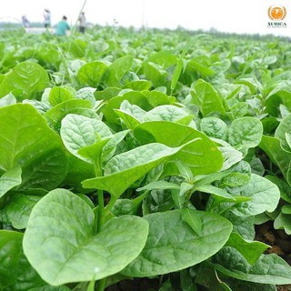 HẠT GIỐNG RAU MỒNG TƠI