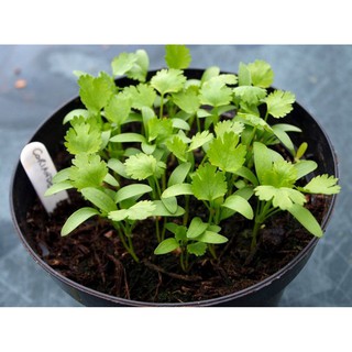 Hạt giống ngò rí (rau mùi) 20g