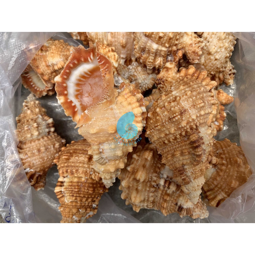 2 VỎ ỐC TÙ VÀ GAI, trang trí nhà cửa, bàn làm việc, bể cá cảnh, quà lưu niệm, chậu trồng cây xương rồng sen đá