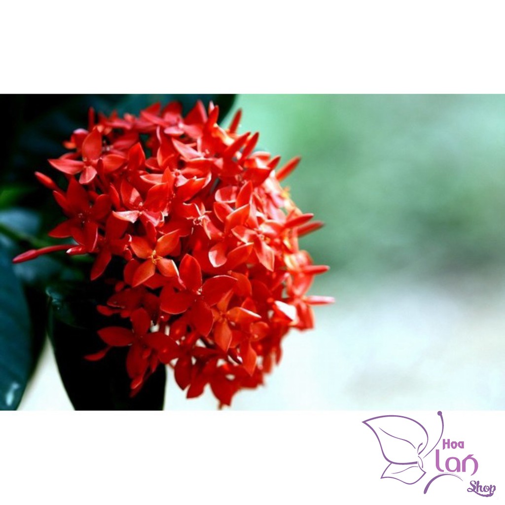 Mẫu Đơn Ta 🌲FREESHIP🌲 Đủ Màu