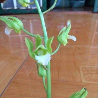 CỦ ĐỊA LAN LUÂN CÓ 4 MÀU HÀNG RỪNG