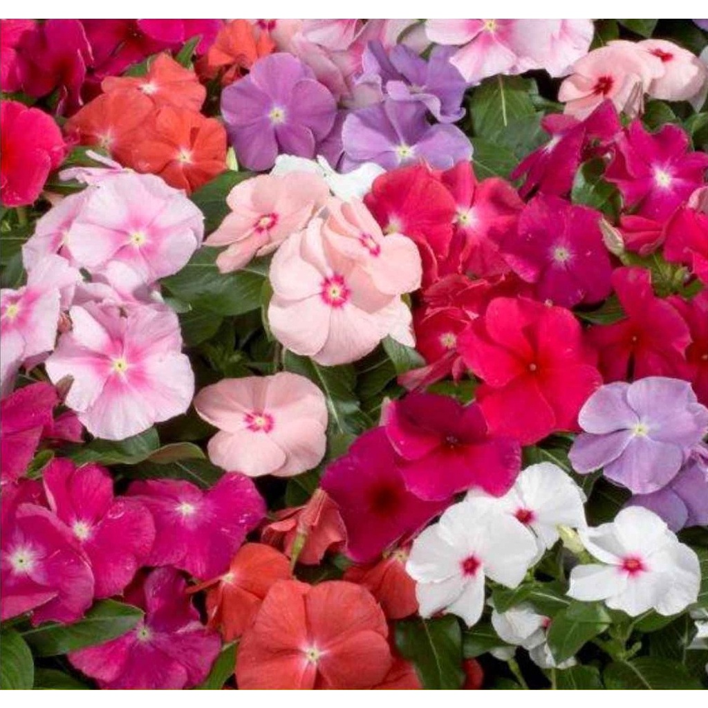 Hạt giống hoa dừa cạn lùn lai F1 nhiều màu đẹp chịu nhiệt 4 mùa tỉ lệ ban công nảy mầm cao 0,03g RADO 856