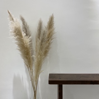 CỎ LAU nhập khẩu Hà Lan