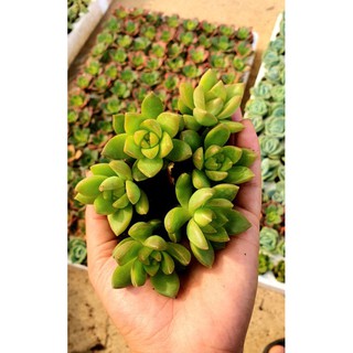 Combo 10 Cây Sen Đá Mini Đủ Loại Siêu Đẹp❤️❤️