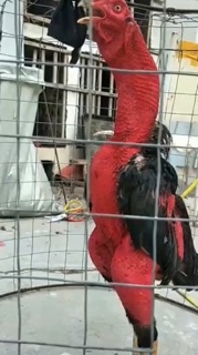 🐔Om bóp dày da cho chiến kê