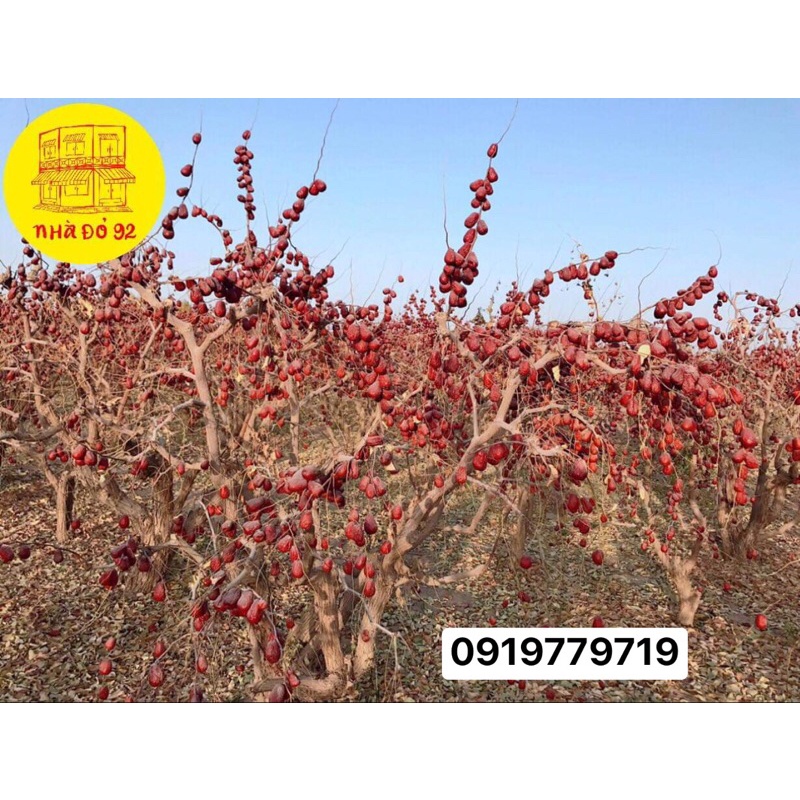 Táo đỏ khô Tân Cương - Bụi Nhược Khương & Ngọc Hoà Điền