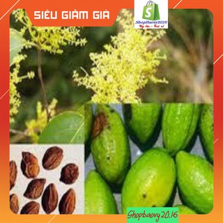 500Gram Qủa Kha Tử loại 1 (khô sạch đẹp)