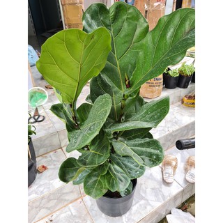 Cây bàng Singapore (loại 2 .3ngọn cao 80cm) tặng kèm phân bón
