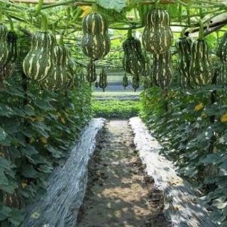 BÍ ĐỎ CỦ LẠC THÁI LAN F1