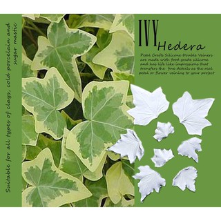 Ivy - Khuôn vân nhựa dẻo hoa đất lấy vân 2 mặt