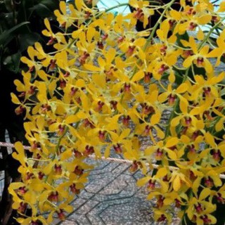 Hoa lan denro nắng thơm pensoda