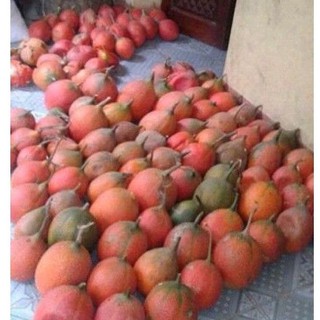 Lăn môi dầu gấc dưỡng mềm đỏ môi