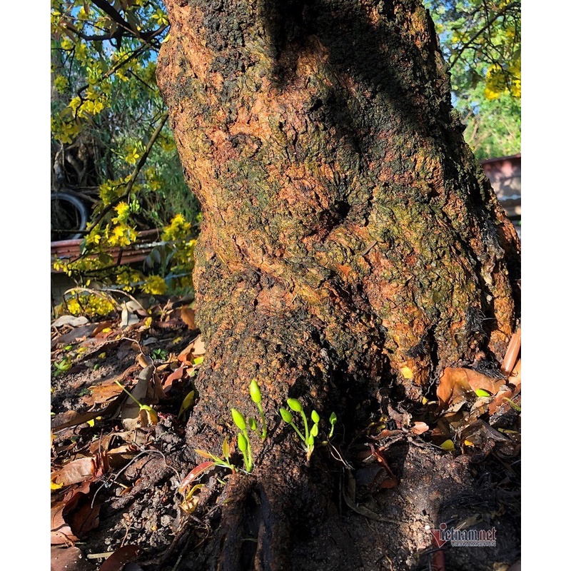 Keo Vua Tạo Xù Nu chuyên dùng để tạo Xù Cho Cây Mai Vàng