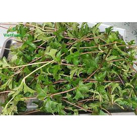 Lá tắm sài đất mẹ và bé 500g