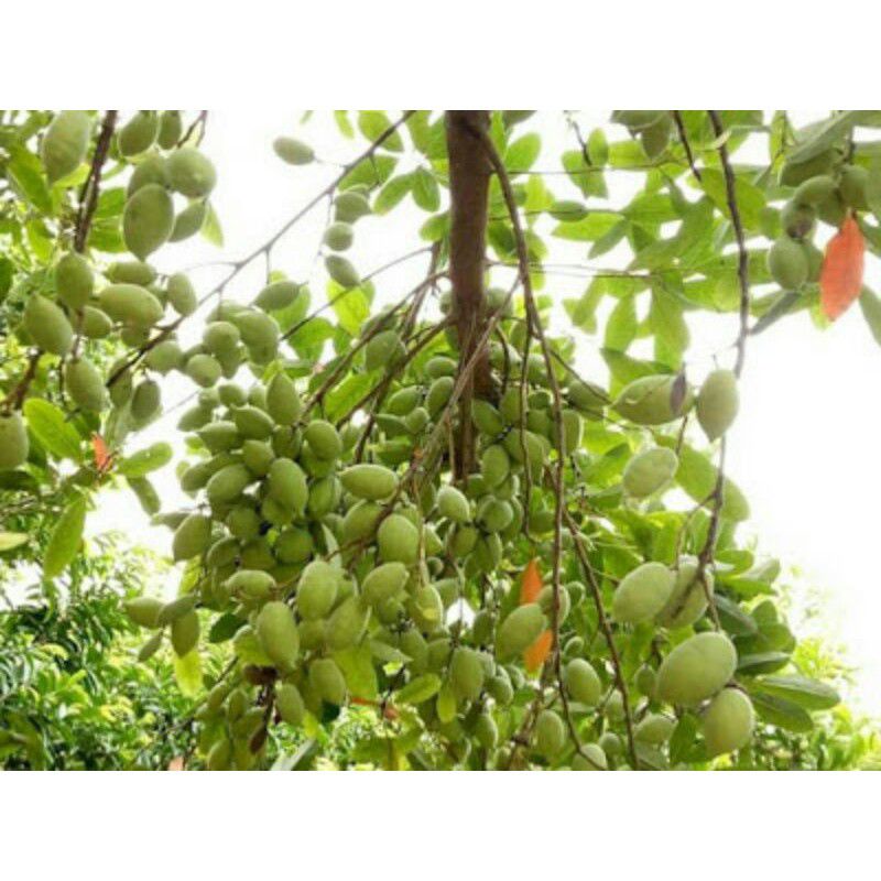 Cây giống Cà Na Thái