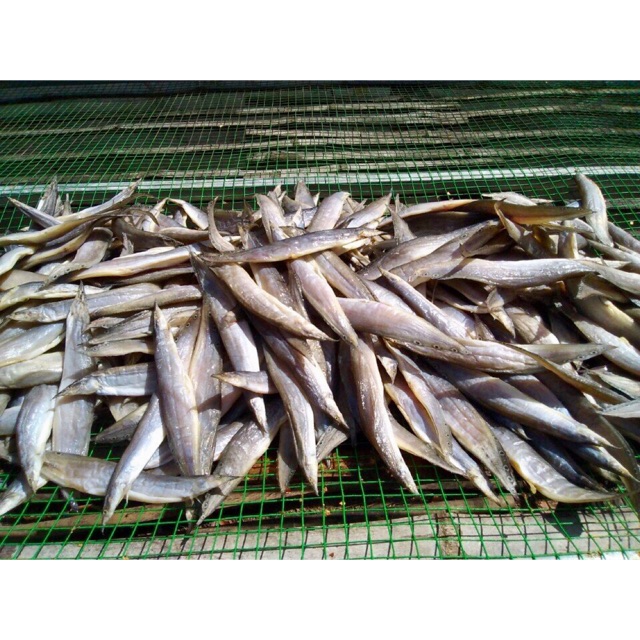 CÁ CHẠCH 1 NẮNG
