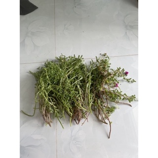 Hoa sam 8h đỏ vàng 1k/4 cành