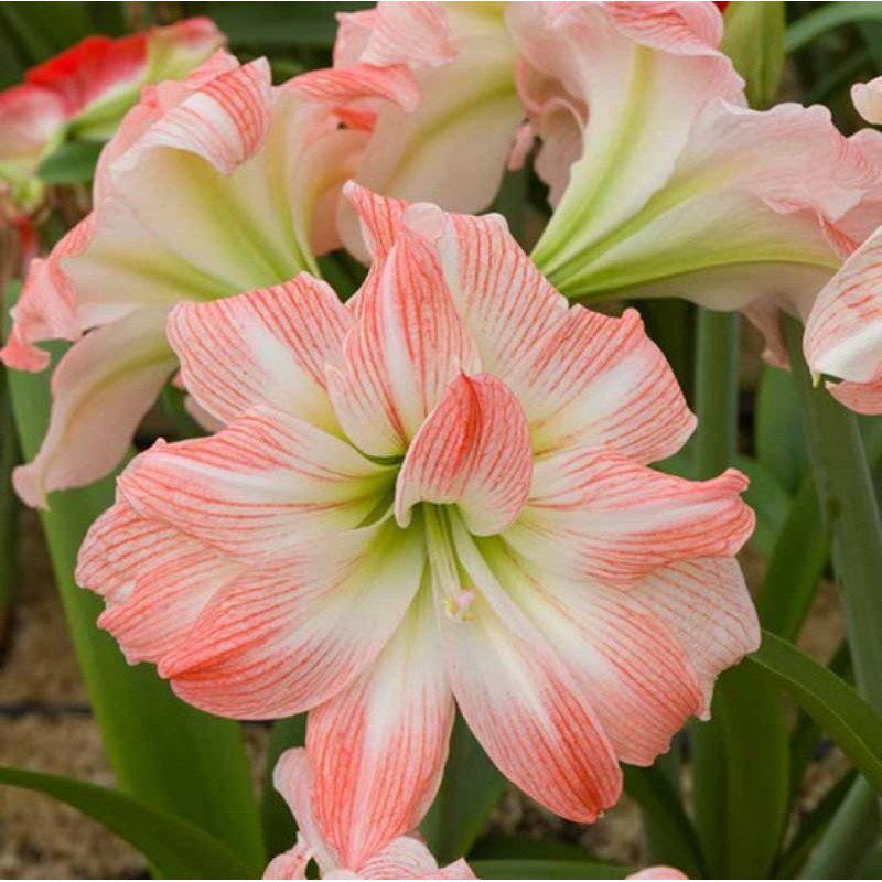 Củ hoa lan huệ (amaryllis, loa kèn) Giant Amadeus ngoại nhập đã trồng thuần
