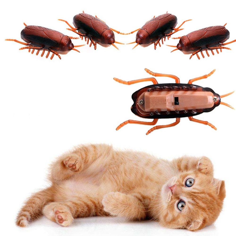 Gián đồ chơi chạy bằng pin ngộ nghĩnh vui nhộn cho mèo cưng